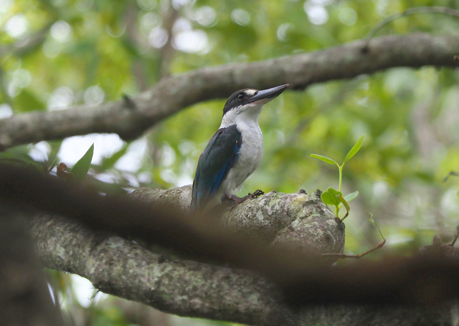 image Torresian Kingfisher